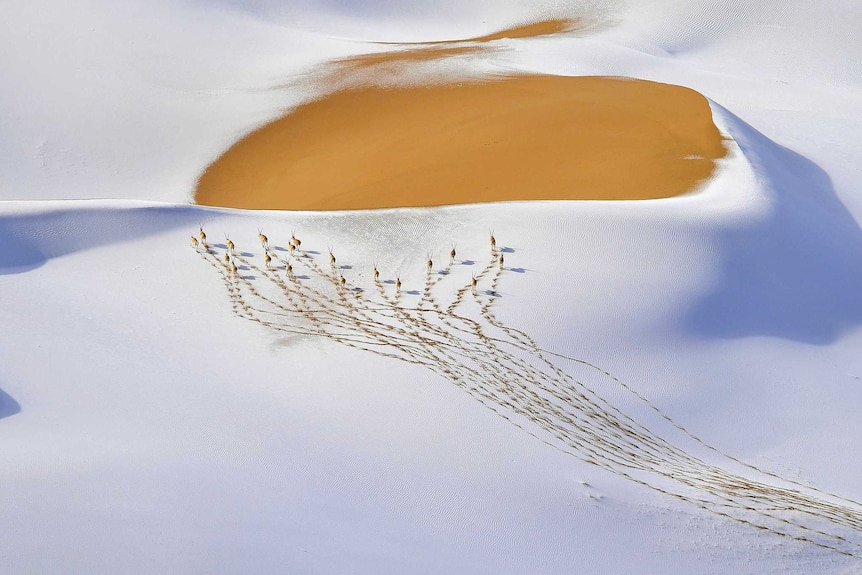 A small herd of antelope run into the distance, leaving a trail of track marks through the snow.