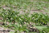 Newly sprouted hemp plants in WA's south west