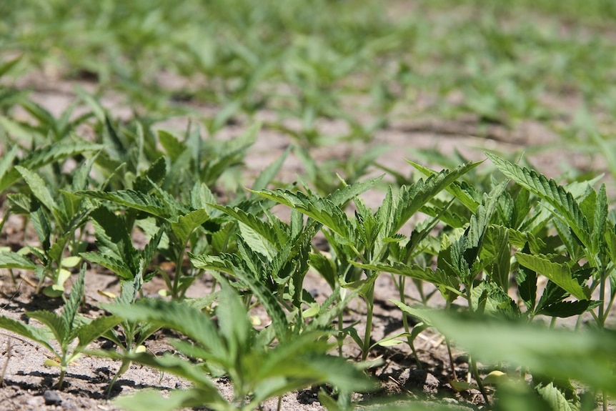 Newly sprouted hemp plants in WA's south west