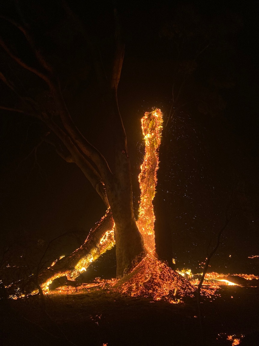 A burning tree at night