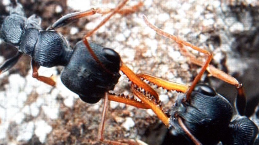 A pair of Myrmecia pilosula, otherwise known as Jack Jumper ants