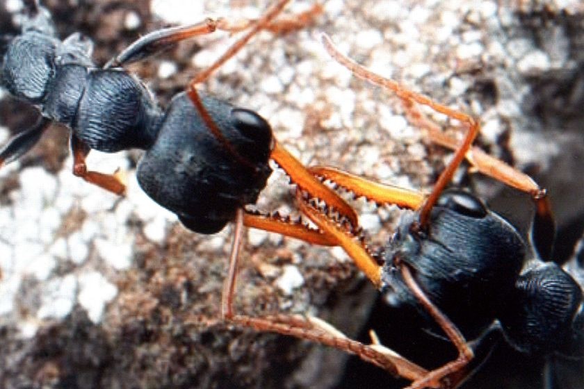 A pair of Myrmecia pilosula, otherwise known as Jack Jumper ants