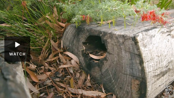 A hollow log in a native garden. Has Video.