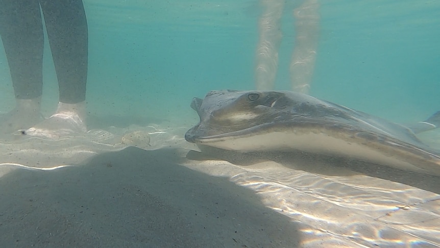 human legs in close proximity to an Eagle Ray underwater 