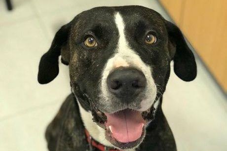 Dog is seen sat on a tile floor. He wears a red collar, and is brown with a white stripe on his nose, chest and patches on paws.