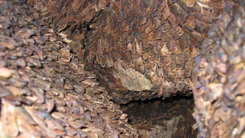Thousands of moths clinging to the walls of a cave.