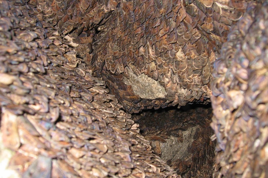 Thousands of moths clinging to the walls of a cave.