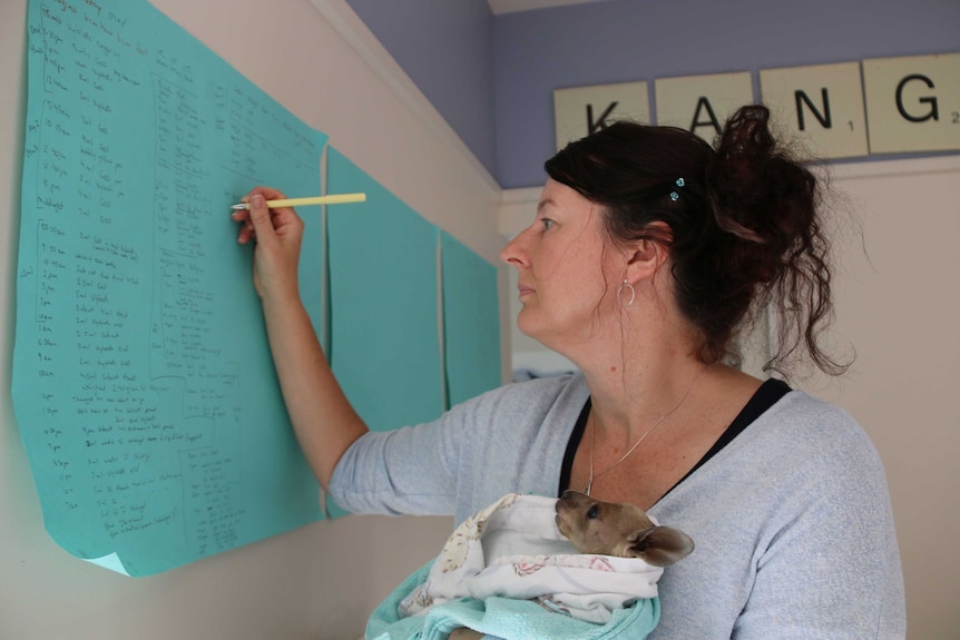 A woman, holding a joey kangaroo in a fabric pouch, records details about its care on a list.