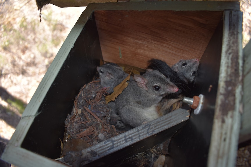 Photo of Phascogales in a timber nest box.