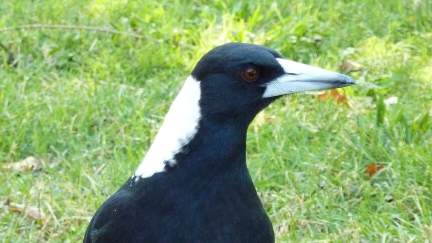 Magpie on green grass