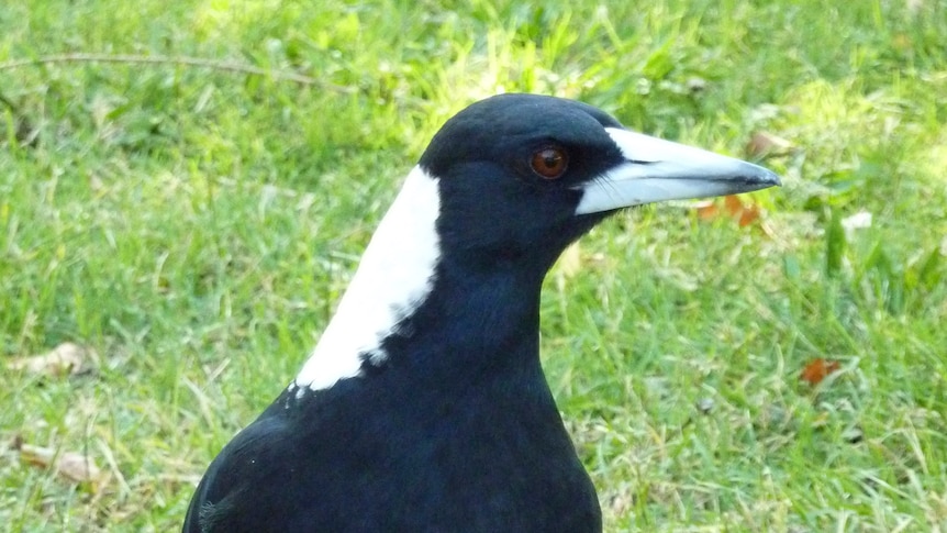 Portrait photo of Magpie standing on grass Lake Burley Griffin near the Kingston Foreshore in April, 2012.