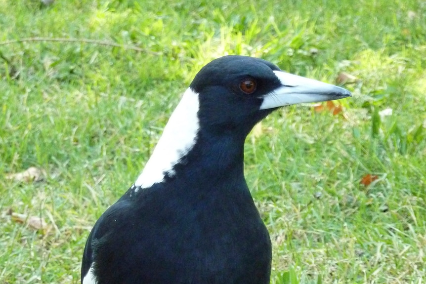 Magpie on green grass