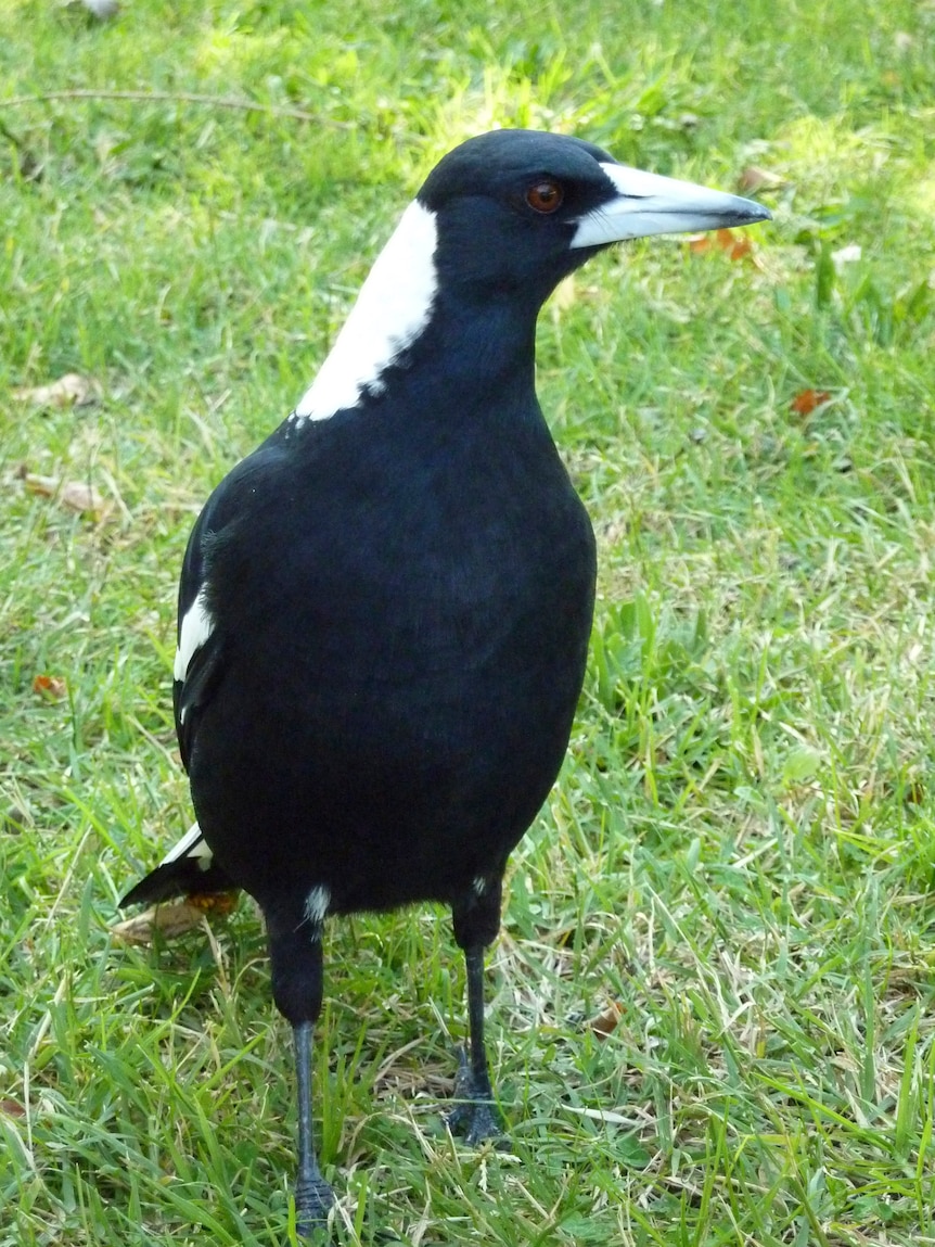 Magpie on green grass