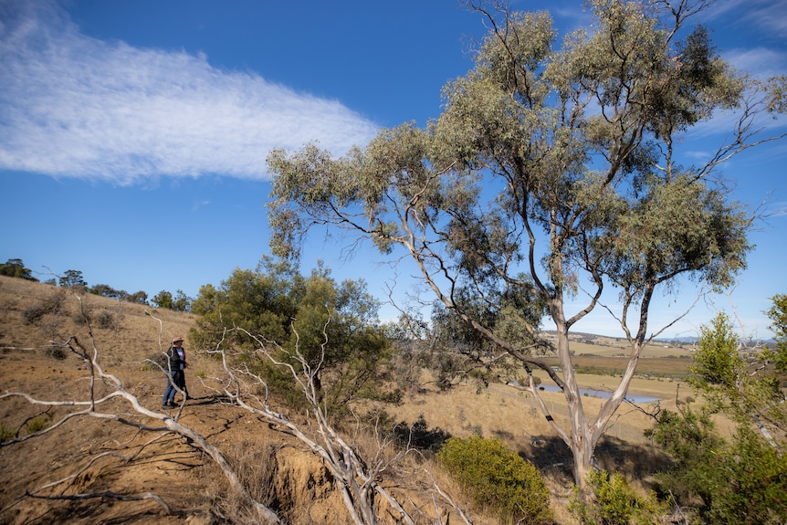 Large gum tree in a field.