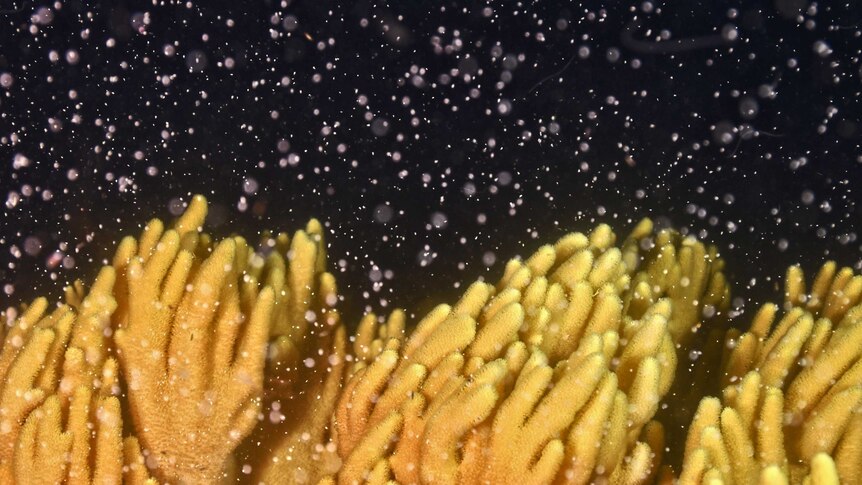 Coral spawn above yellow coral.