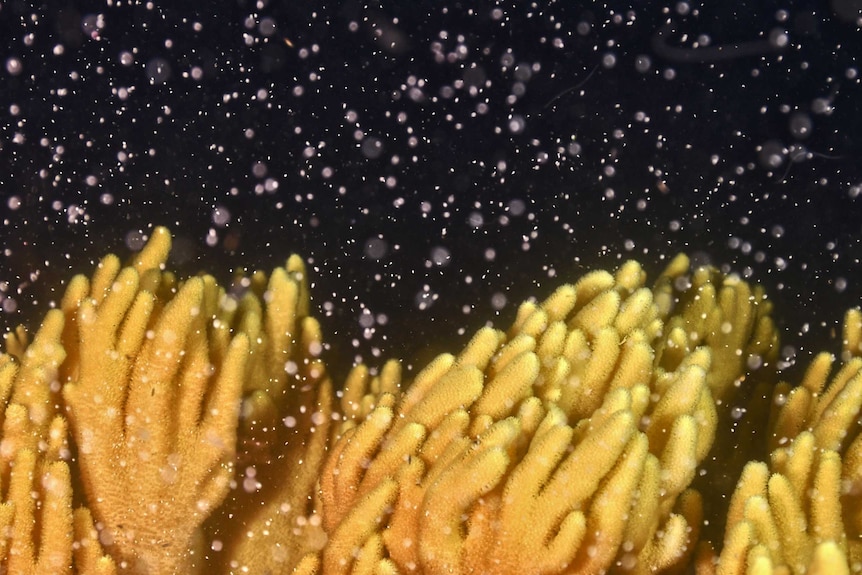 A close up photo of soft yellow coral underwater and tiny white particles floating above it.