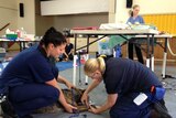 RSPCA vets desex and vaccinate pets in outback