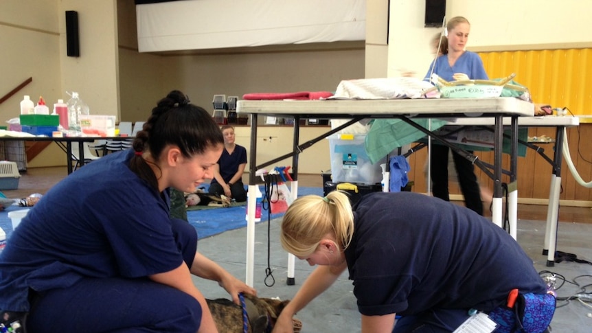 RSPCA vets desex and vaccinate a dog
