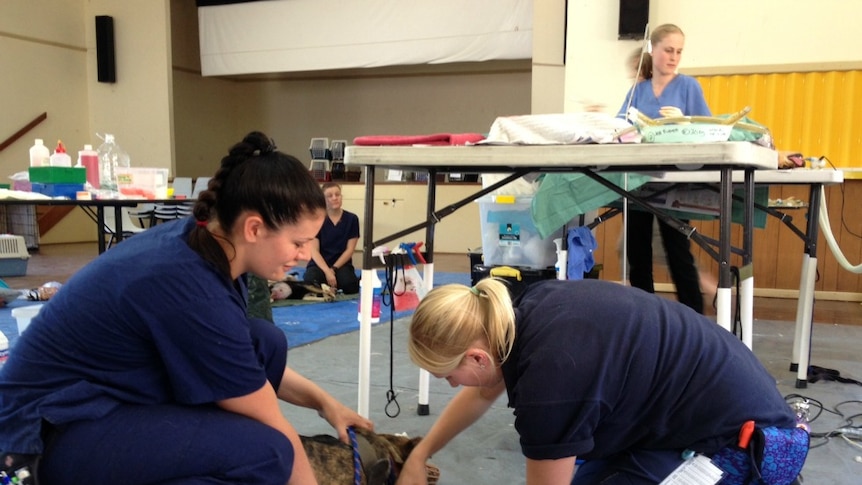 RSPCA vets desex and vaccinate pets in outback