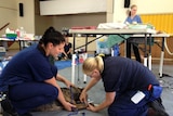 RSPCA vets desex and vaccinate a dog