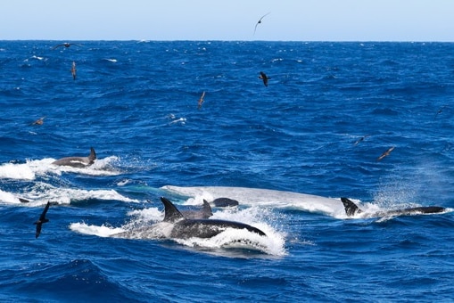 Orcas splashing in a blue ocean, birds flying, a blue whale visibly encircled