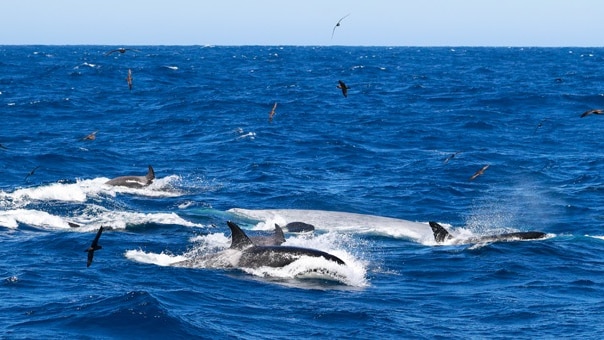 Orcas splashing in a blue ocean, birds flying, a blue whale visibly encircled