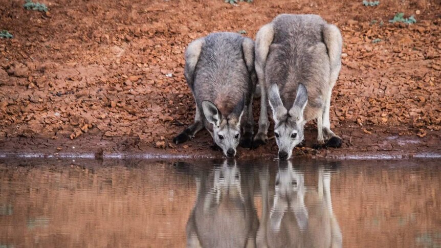 A female kangaroo and her joey drink from a waterhole in Western NSW surrounded by red clay earth. ONE TIME USE ONLY