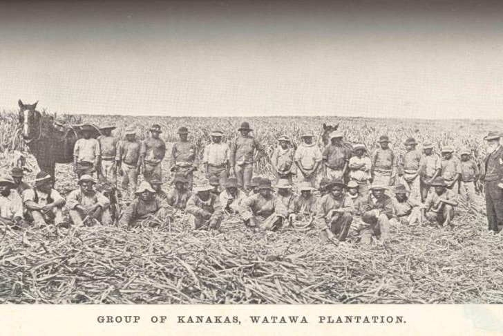 A group of two dozen men posing in the middle of a cane farm