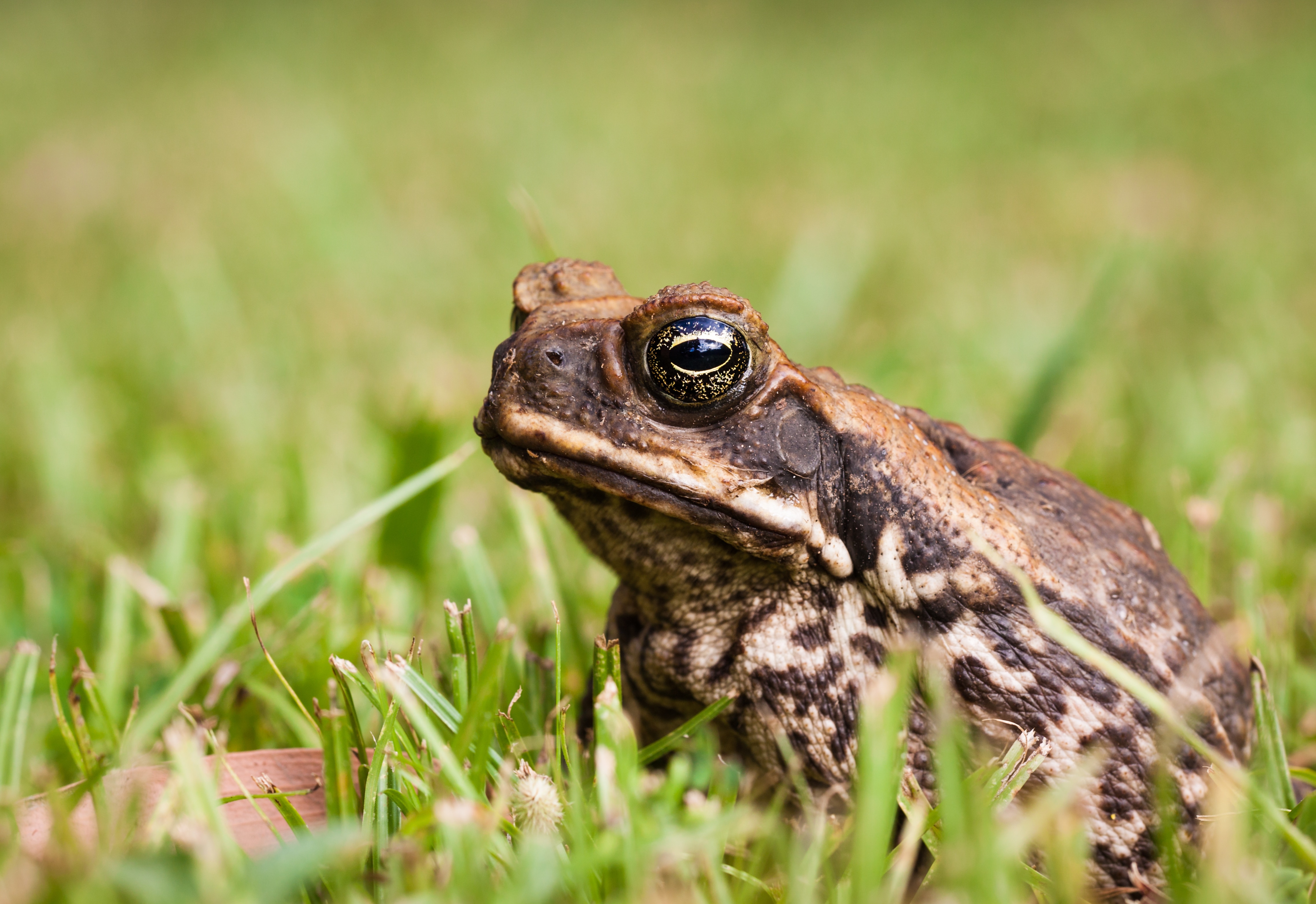A close-up of a cane toad standing side-on to the camera, surrounded by blades of grass.