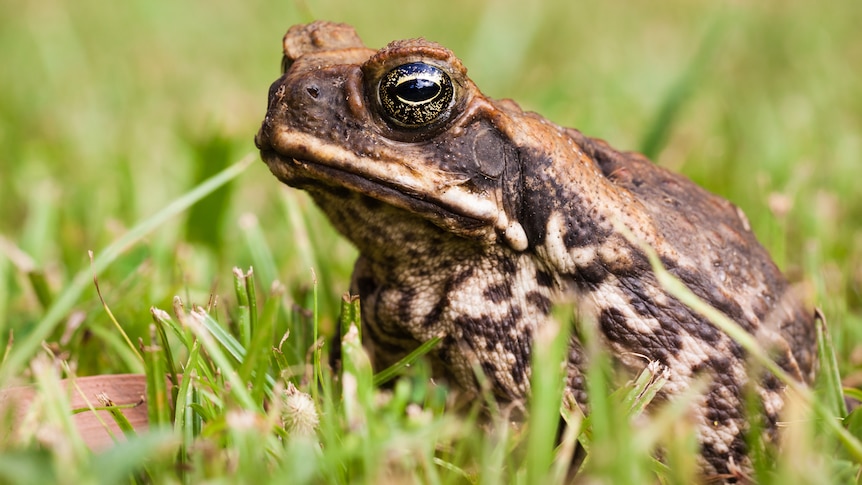 A close-up of a cane toad standing side-on to the camera, surrounded by blades of grass.