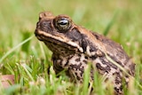 A close-up of a cane toad standing side-on to the camera, surrounded by blades of grass.