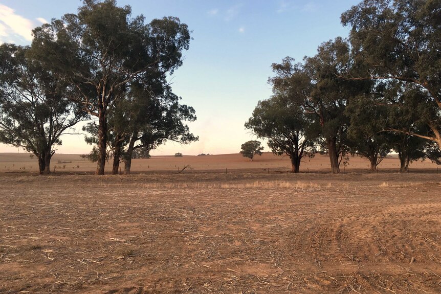 A dry paddock bordered with gum trees
