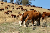 Cattle grazing around a dead tree in a large paddock.