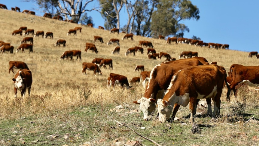 Cattle grazing around a dead tree in a large paddock.