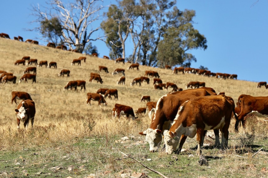 Cattle grazing around a dead tree in a large paddock.