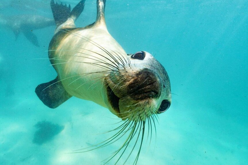 An underwater photo of a seal coming up close to the camera