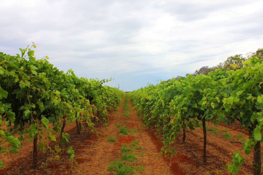 Two rows of grape vines on red dirt with grey sky.