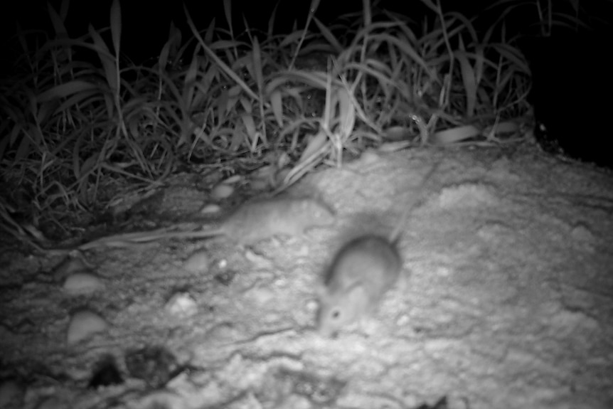 Grainy black and white night time photo of mice on sand, grass behind.