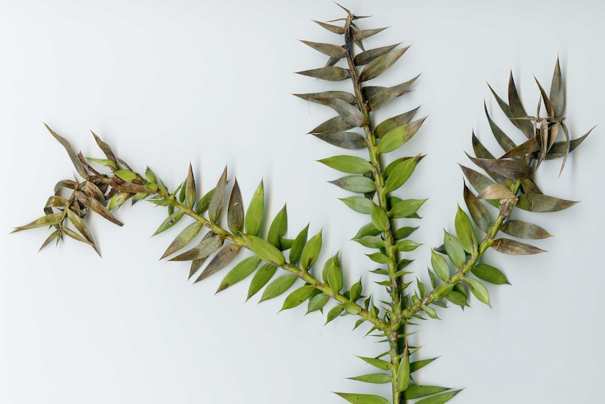 Bunya leaf showing symptoms of phytophthora infection such as leaf browning