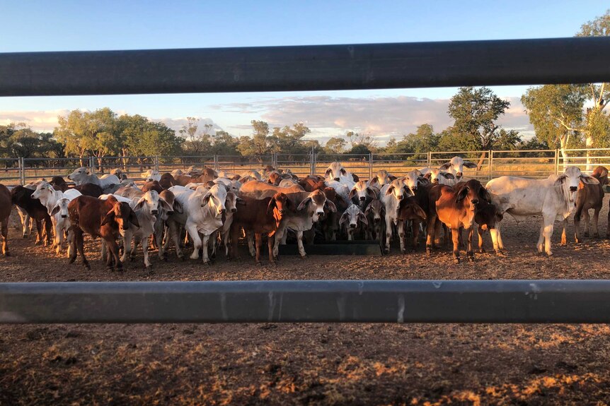 young cattle standing in feedlot