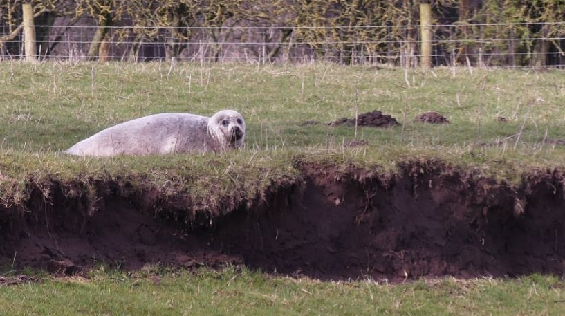 A seal looks at a photographer from a distance from a grassy field on a Yorkshire property.