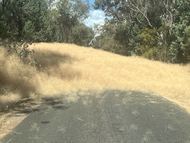A large pile of yellow tumbleweed covering a country road.