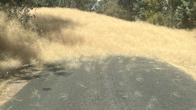 A large pile of yellow tumbleweed covering a country road.