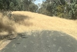 A large pile of yellow tumbleweed covering a country road.