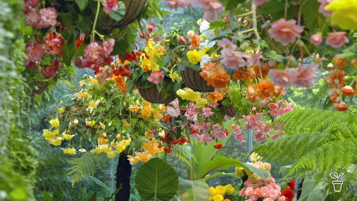 Bright coloured begonias growing in pots in hanging baskets.