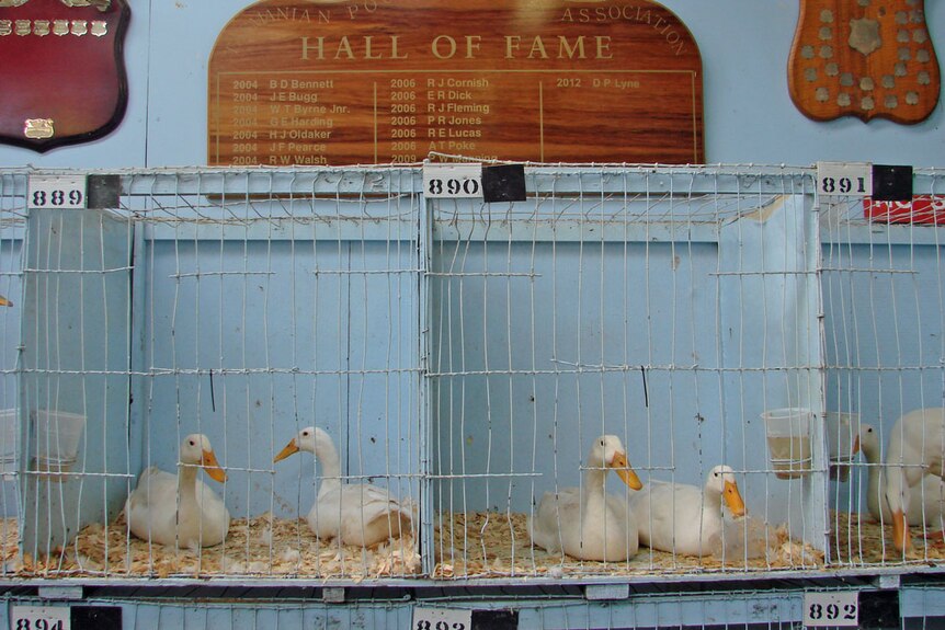 Indian Runner ducks at the Poultry Club auction