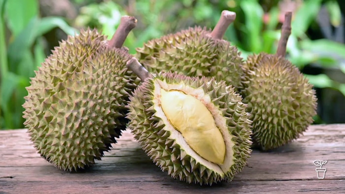 4 large spikey fruits cut with branch stalks on top, sitting on a table