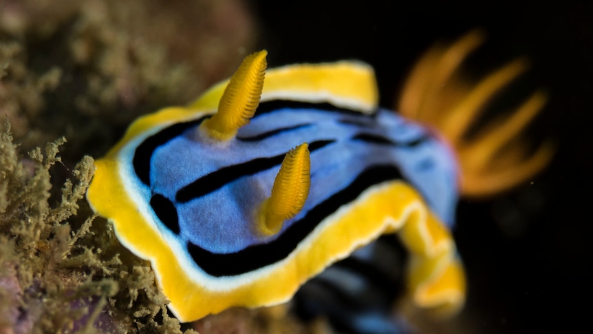 A blue and yellow sea slug found in waters off the Gold Coast, July 2017