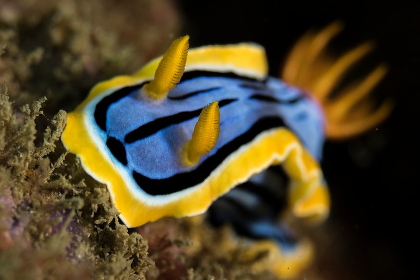 A blue and yellow sea slug found in waters off the Gold Coast, July 2017