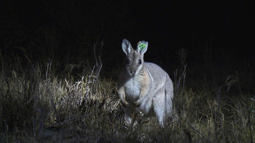 Bridled nailtail wallaby at night at Avocet Nature Reserve in central Queensland